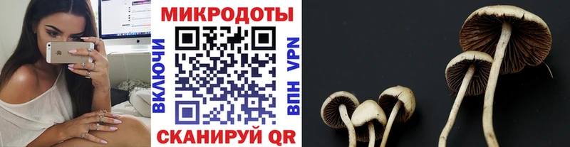 Псилоцибиновые грибы Cubensis  Нурлат 